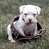 Sweet Puppy