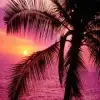 Palm