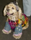 hippie dog