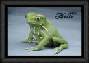 frog