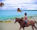 Horse PhotoShop