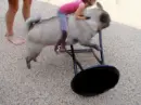 Pug Jumping