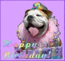 dog birthday