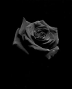 Black Rose!