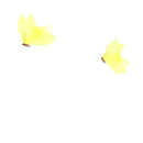 butterflys