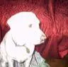 my doggie kiara