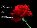 An Ode to Rose