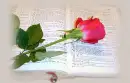 Bible Rose