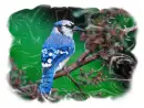 blue bird
