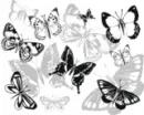 grey butterflis