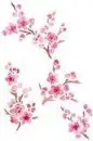 cherry flowers