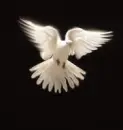 White Dove