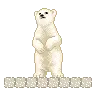 polar bear
