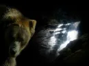 Bear 1