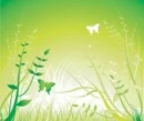 butterflies