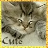 cutie kat