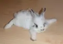Lil Bunny