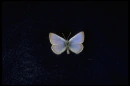 Blue Butterfly