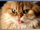 Kitty..