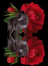 A rose and A Wolf