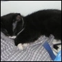 Cheeky sleeping