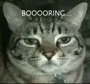 booring,cat