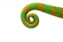 tail