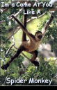 Im'a Come At You Like A Spider Monkey