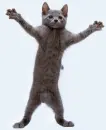 Dancing cat