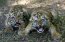 baby tigers