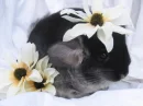 chinchilla