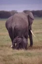 mother & baby elephant