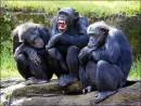 monkeys