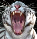 yawning tiger