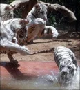playful tigers
