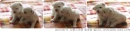 Puppies