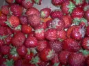 Lot of Strawberries