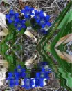 BlueFlowers