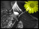 The flower