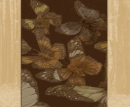 butterflies