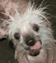 Rascal, the ugly one
