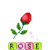 rose