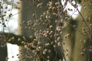 Budding Flowers(by sweetnicky and uploaded by sgst1993)