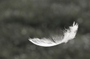 Falling Feather (by sweetynicky and uploaded by sgst1993)