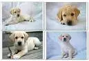 Labrador Puppies