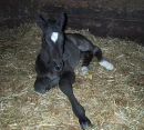 Very Cute Foal