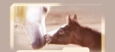Mare and Foal