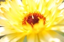 Yellow Flower(by sweetynicky and uploaded by sgst1993)