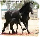 End Horse Slaughter