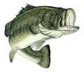 bass fish